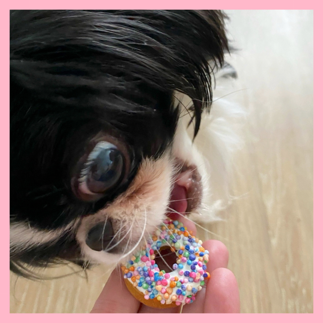 2 Pack Mini Donuts - Multicolored Sprinkles-dog treat-Pup Pawtisserie--The Twisted Chandelier